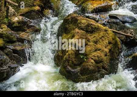 Rocher moussé dans la rivière East Okement, près d'Okehampton, Devon, Royaume-Uni. Banque D'Images