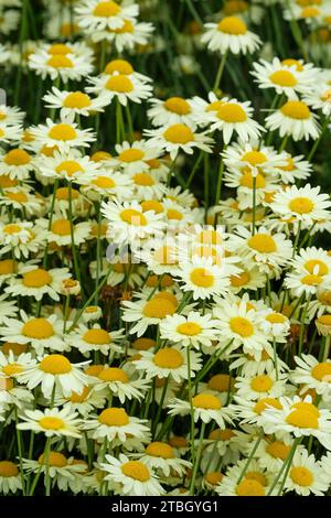 Anthemis tinctoria E.C. Buxton, camomille de teinturier E.C. Buxton, marguerites jaune crème au milieu de l'été Banque D'Images