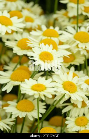 Anthemis tinctoria E.C. Buxton, camomille de teinturier E.C. Buxton, marguerites jaune crème au milieu de l'été Banque D'Images