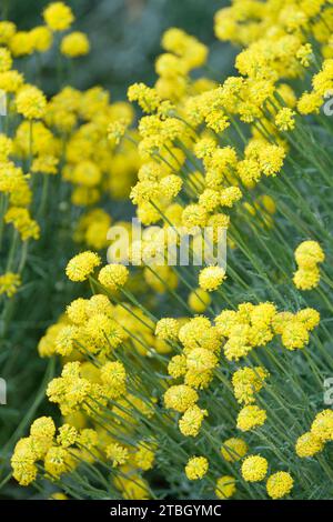 Santolina Pretty Carol, coton lavande Pretty Carol, boutonnières de minuscules fleurs jaunes Banque D'Images