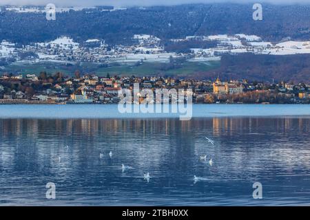 Goélands sur le lac de Neuchâtel en hiver, ville et château de Grandson, et le village de Villars-Burquin sur la montagne du jura, Suisse Banque D'Images