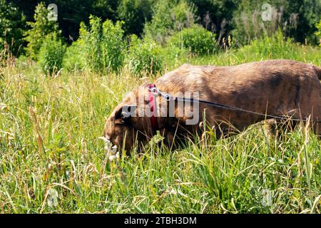 Staffordshire Terrier chien marchant dans les bois de près Banque D'Images