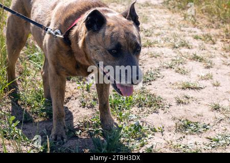 Staffordshire Terrier chien marchant dans les bois de près Banque D'Images