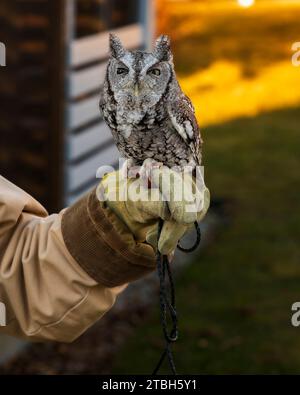Un homme portant des gants de protection berçant soigneusement un hibou dans sa main Banque D'Images