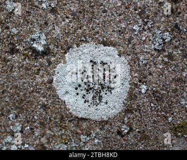 Lichen Lecanora campestris sur clôture en béton Banque D'Images