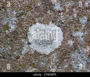 Lichen Lecanora campestris sur clôture en béton Banque D'Images