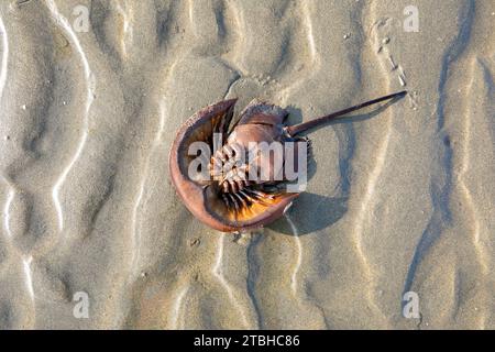 Animaux, autres animaux, crabes Arrowhead, mangrove crabe fer à cheval (Carcinoscorpius rotundicauda) adulte, renversé sur la plage, cox bazar, bangladesh. Banque D'Images