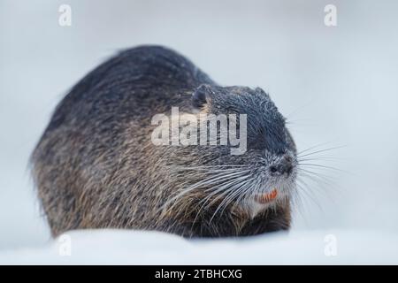 Coypu, Myocastor coypus, dans la neige Banque D'Images