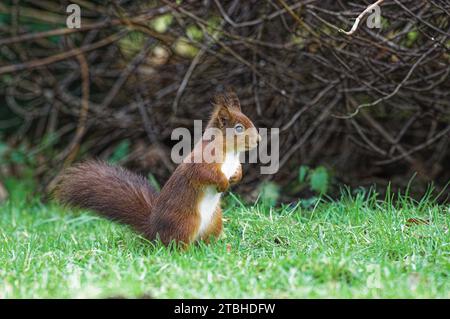 Écureuil roux eurasien (Sciurus vulgaris) adulte debout sur le sol à la fin de l'été. Banque D'Images