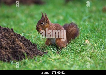 Écureuil roux eurasien (Sciurus vulgaris) adulte debout sur le sol à la fin de l'été. Banque D'Images