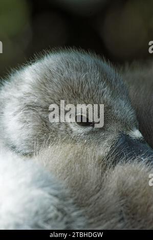 Muet Cygne (Cygnus olor) Cygnet reposant avec la tête parmi les plumes Banque D'Images