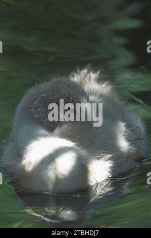 Muet Cygne (Cygnus olor) Cygnet reposant avec la tête parmi les plumes Banque D'Images