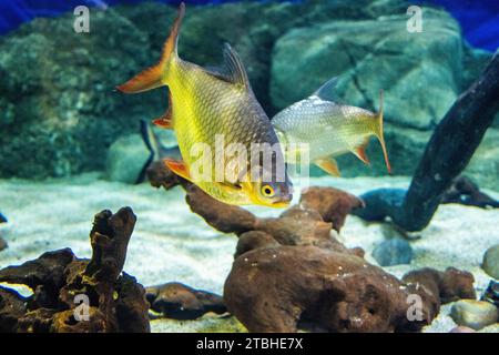 Barbonymus schwanenfeldii (Barbonymus schwanenfeldii) poisson tropical d'eau douce de l'Asie du Sud-est à Bournemouth Oceanarium, Dorset, Angleterre, Royaume-Uni. Banque D'Images