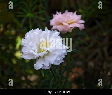 Les deux délicates roses mexicaines se distinguent dans un jardin verdoyant Banque D'Images