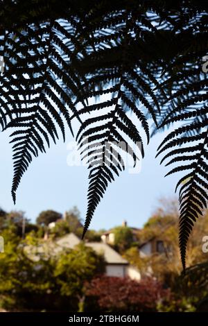 Les frondes de l'Antarctique dicksonia silhoueted contre le ciel poussant dans un jardin à Cornwall en Angleterre au Royaume-Uni. Banque D'Images