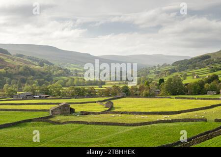 Granges en pierre et murs en pierre sèche près du village de Gunnerside dans le parc national des Yorkshire Dales, Yorkshire, Angleterre. Automne (octobre) 2023. Banque D'Images