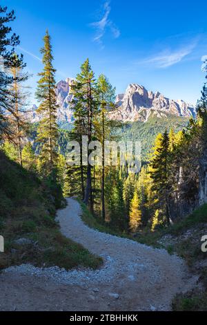 Sentier de randonnée à travers une forêt d'épicéas dans les Dolomites Banque D'Images