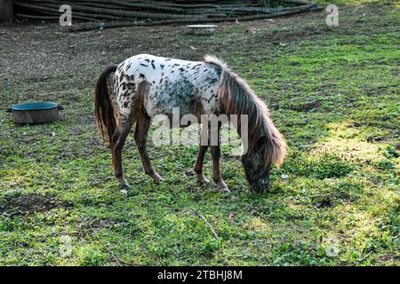 Un cheval de poney blanc avec une crinière blanche et des marques brunes. Il se tient libre et broute sur de l'herbe verte et fraîche. Banque D'Images