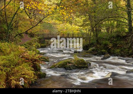 Feuillage automnal à Watersmeet dans le parc national d'Exmoor, Devon, Angleterre. Automne (novembre) 2023. Banque D'Images