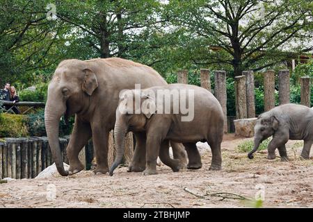 Un jeune couple observant les éléphants d'Asie au zoo de Chester, Cheshire, Angleterre Banque D'Images