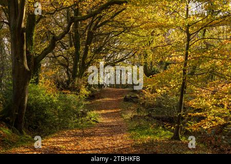 Bois à feuilles caduques aux couleurs automnales, Core Hill Wood, Sidmouth, Devon, Angleterre. Automne (novembre) 2023. Banque D'Images
