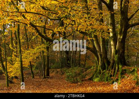 Bois à feuilles caduques aux couleurs automnales, Core Hill Wood, Sidmouth, Devon, Angleterre. Automne (novembre) 2023. Banque D'Images