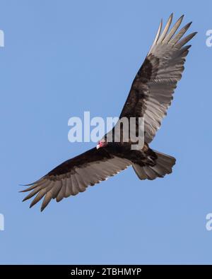 Gros plan du Grand Turkey Vulture en vol au-dessus des ailes déployées Banque D'Images