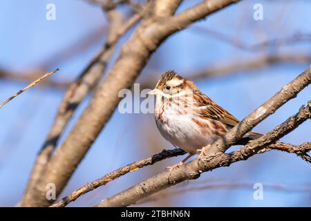 Les oiseaux que j’ai rencontrés lors d’une promenade au parc écologique de Gyeongancheon par temps froid de la fin de l’automne. Banque D'Images