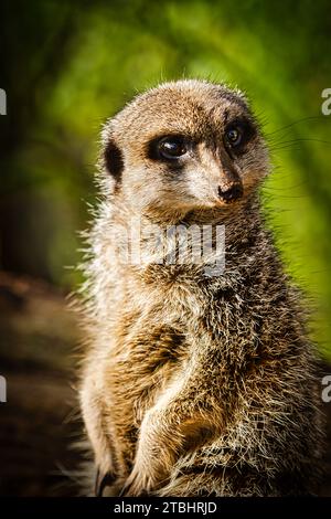 Meerkat à queue mince au zoo de Dartmoor, Royaume-Uni. Banque D'Images