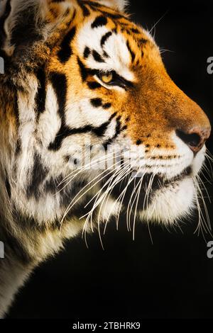 Tir à la tête du tigre de l'Amur en danger. Banque D'Images