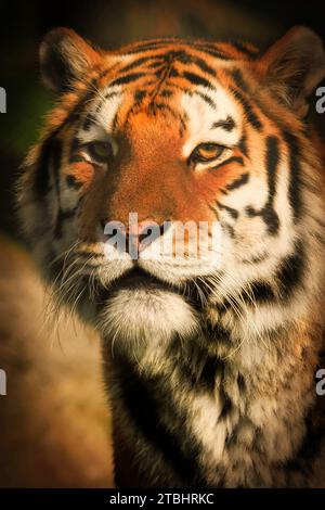 Tir à la tête du tigre de l'Amur en danger. Banque D'Images