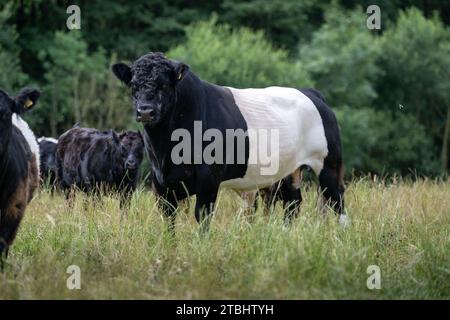 Troupeau de bovins Belted Galloway sur garrillon marginal, utilisé pour aider à ramener sa fertilité. Co Durham, Royaume-Uni. Banque D'Images