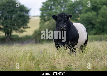 Troupeau de bovins Belted Galloway sur garrillon marginal, utilisé pour aider à ramener sa fertilité. Co Durham, Royaume-Uni. Banque D'Images