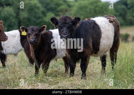 Troupeau de bovins Belted Galloway sur garrillon marginal, utilisé pour aider à ramener sa fertilité. Co Durham, Royaume-Uni. Banque D'Images