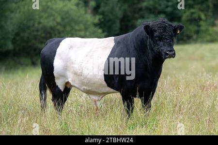 Troupeau de bovins Belted Galloway sur garrillon marginal, utilisé pour aider à ramener sa fertilité. Co Durham, Royaume-Uni. Banque D'Images
