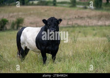 Troupeau de bovins Belted Galloway sur garrillon marginal, utilisé pour aider à ramener sa fertilité. Co Durham, Royaume-Uni. Banque D'Images