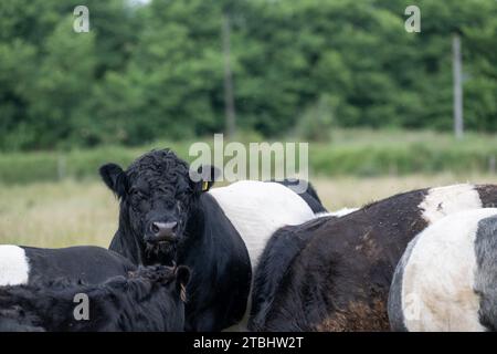 Troupeau de bovins Belted Galloway sur garrillon marginal, utilisé pour aider à ramener sa fertilité. Co Durham, Royaume-Uni. Banque D'Images