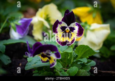 Gros plan d'une fleur de pensée violette et jaune, également connue sous le nom d'alto wittrockiana ou d'alto tricolore Banque D'Images