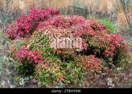 Bambou céleste (Nandina domestica 'Pygmaea'), montrant un feuillage de couleur rouge en hiver ou en décembre, Royaume-Uni. Un arbuste coloré à feuilles persistantes. Banque D'Images