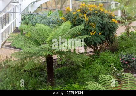 Vue des plantes, y compris une grande fougère arborescente et un arbuste Mahonia oiwakensis dans la Queen Elizabeth Temperate House à Savill Gardens, Angleterre, Royaume-Uni Banque D'Images