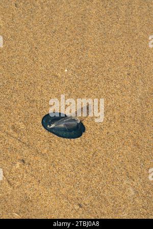 Par le marin du vent : Velella velella. Échoués sur la plage. Cornwall, Royaume-Uni hydroid. Banque D'Images