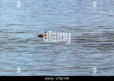 Canard ferrugineux (Aythya nyroca) femelle Filby Broad Norfolk décembre 2023 Banque D'Images