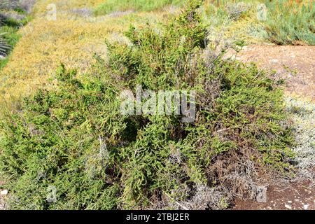 L'asphyxie alcaline ou blite marine arbustive (Suaeda vera) est une plante succulente halophyte originaire des sols salins du bassin méditerranéen et des îles Canaries. T Banque D'Images