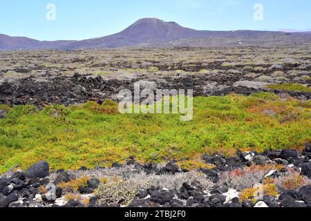 L'asphyxie alcaline ou blite marine arbustive (Suaeda vera) est une plante succulente halophyte originaire des sols salins du bassin méditerranéen et des îles Canaries. T Banque D'Images