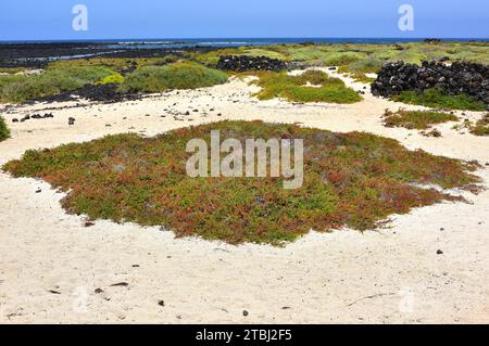 L'asphyxie alcaline ou blite marine arbustive (Suaeda vera) est une plante succulente halophyte originaire des sols salins du bassin méditerranéen et des îles Canaries. T Banque D'Images