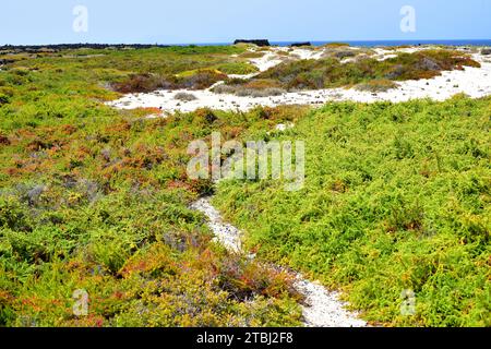 L'asphyxie alcaline ou blite marine arbustive (Suaeda vera) est une plante succulente halophyte originaire des sols salins du bassin méditerranéen et des îles Canaries. T Banque D'Images