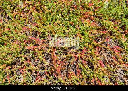 L'asphyxie alcaline ou blite marine arbustive (Suaeda vera) est une plante succulente halophyte originaire des sols salins du bassin méditerranéen et des îles Canaries. T Banque D'Images