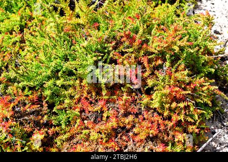 L'asphyxie alcaline ou blite marine arbustive (Suaeda vera) est une plante succulente halophyte originaire des sols salins du bassin méditerranéen et des îles Canaries. T Banque D'Images