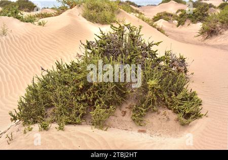 Traganum moquinii est un arbuste halophyte originaire du nord de l'Afrique et des îles Canaries. Dans les îles Canaries est une espèce menacée et protégée. Ce p Banque D'Images