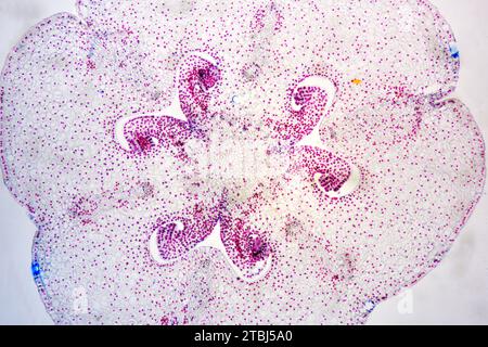 Ovaire de lilium avec ovules. Microscope optique X40. Banque D'Images